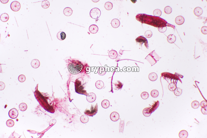 Plancton marin à Copépodes x7 - gryphea.com